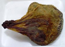 鹿胎的加工制作方法