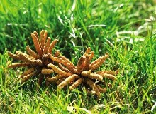 一公斤卖40万的“神药”凉了！曾经很多人排队抢