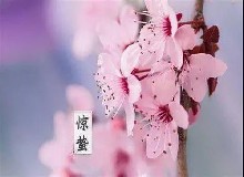 惊蛰喝鹿酒|仲春人如新！一阵催花雨，数声惊蛰雷...