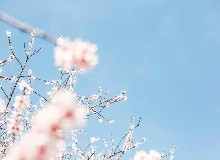 清明踏春时，梅花酒肉宴
