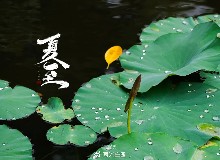 夏至已至，这份“养”生攻略请收好！