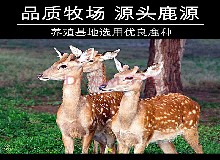【小寒】鹿产品新年特辑